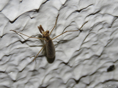 Musoniella