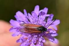 Zygaena purpuralis