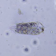 Hypotrichia