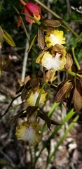 Encyclia altissima