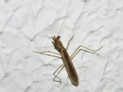 Musoniella