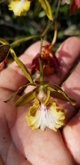 Encyclia altissima