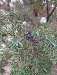Juniperus communis