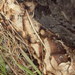 Bjerkandera adusta - Photo (c) pinonbistro,  זכויות יוצרים חלקיות (CC BY-SA), uploaded by pinonbistro