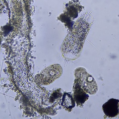 Hypotrichia