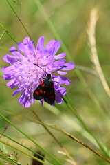 Zygaena filipendulae