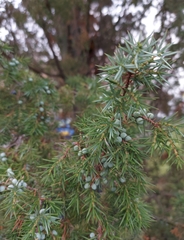 Juniperus communis