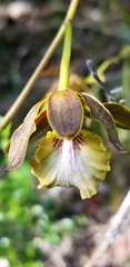 Encyclia altissima