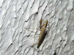Musoniella