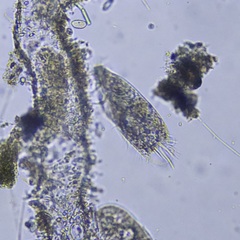 Hypotrichia