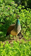 Pavo cristatus