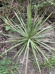 Cordyline australis