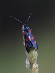 Zygaena lonicerae