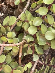 Portulacaria