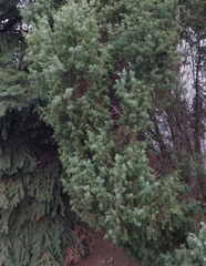 Juniperus communis