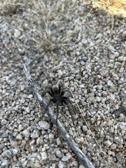 Aphonopelma icenoglei