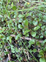 Muehlenbeckia