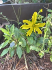 Silphium asteriscus