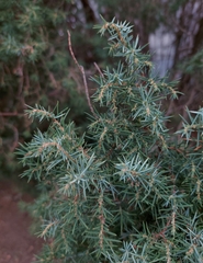 Juniperus communis