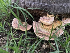 Physisporinus lineatus