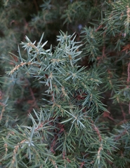 Juniperus communis