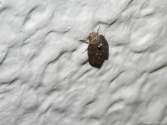 Garella