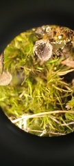 Cladonia pocillum