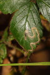 Stigmella aurella