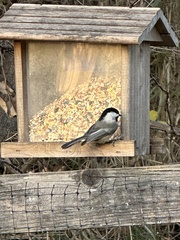 Poecile atricapillus