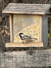 Poecile atricapillus