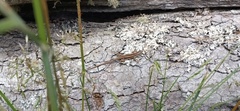 Liolaemus cyanogaster