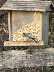 Poecile atricapillus