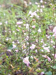 Clinopodium nepeta