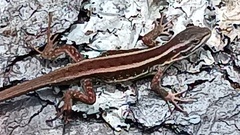 Liolaemus cyanogaster