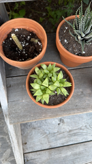 Haworthia