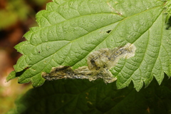 Agromyza anthracina