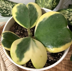 Hoya kerrii