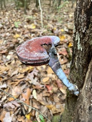 Ganoderma curtisii