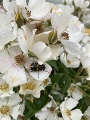 Scaptia