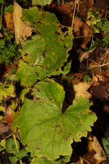 Tussilago farfara