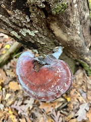 Ganoderma curtisii