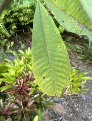 Carya glabra