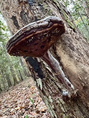 Ganoderma curtisii