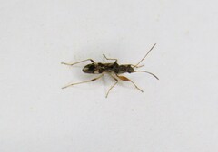 Neopamera bilobata