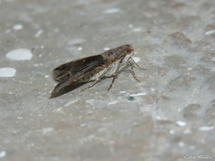 Melipotis