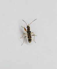 Neopamera bilobata