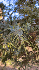 Acacia baileyana