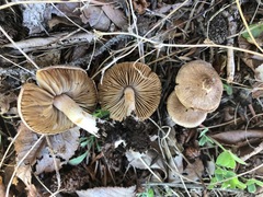 Inocybe plurabellae