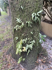 Microsorum scolopendria