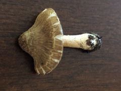 Inocybe plurabellae